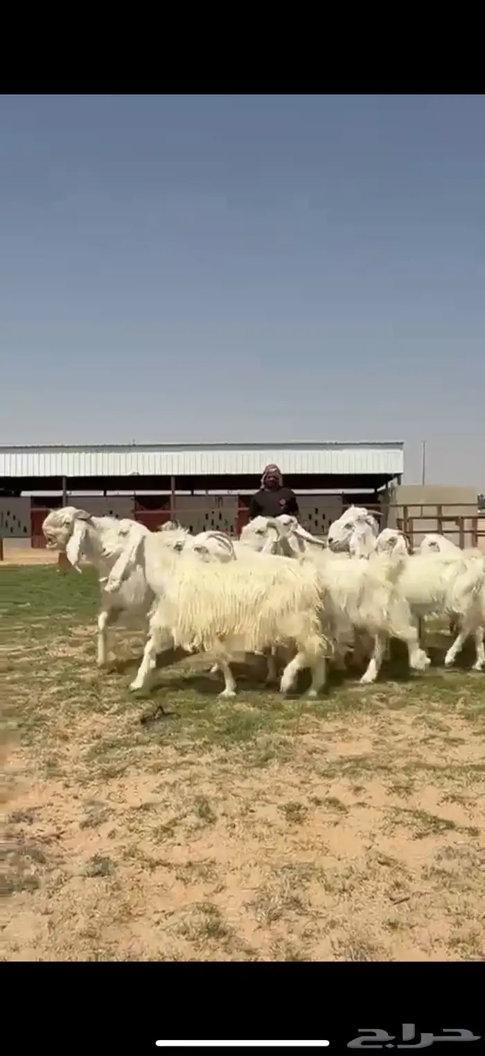 مشاريك فاخره ب الفحل خصم 2