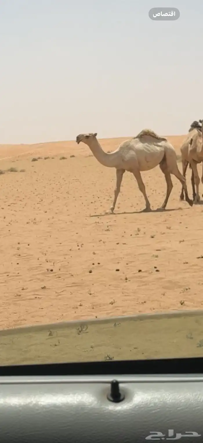 قعود مفرود عوني جدة الأمير بعير هزاع جزاء الرويس 1