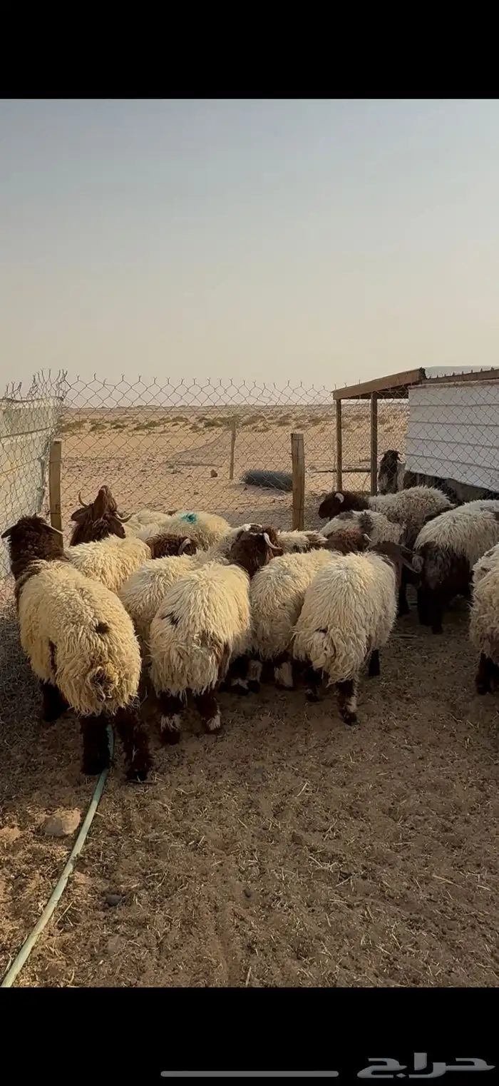 ذبايح نعيم و حري و تيوس 0