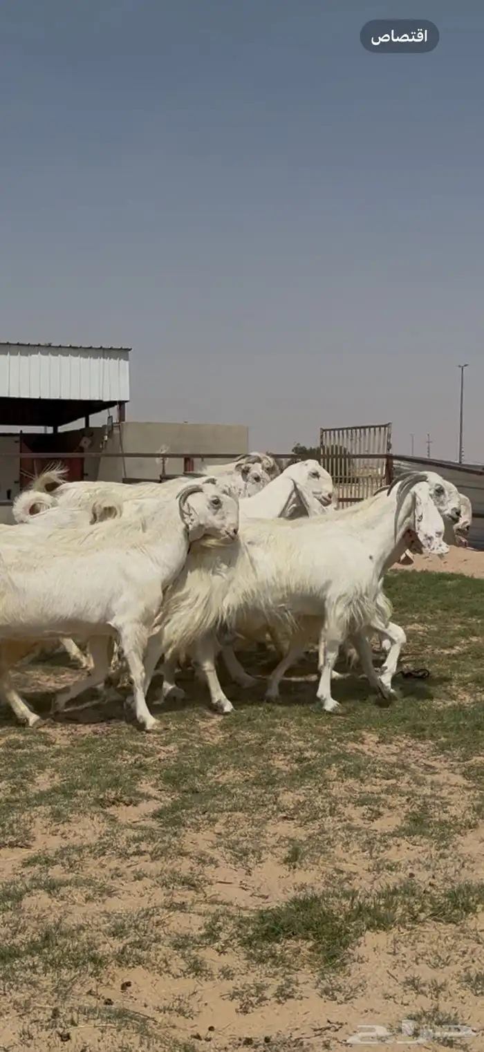 مشاريك فاخره ب الفحل خصم 9
