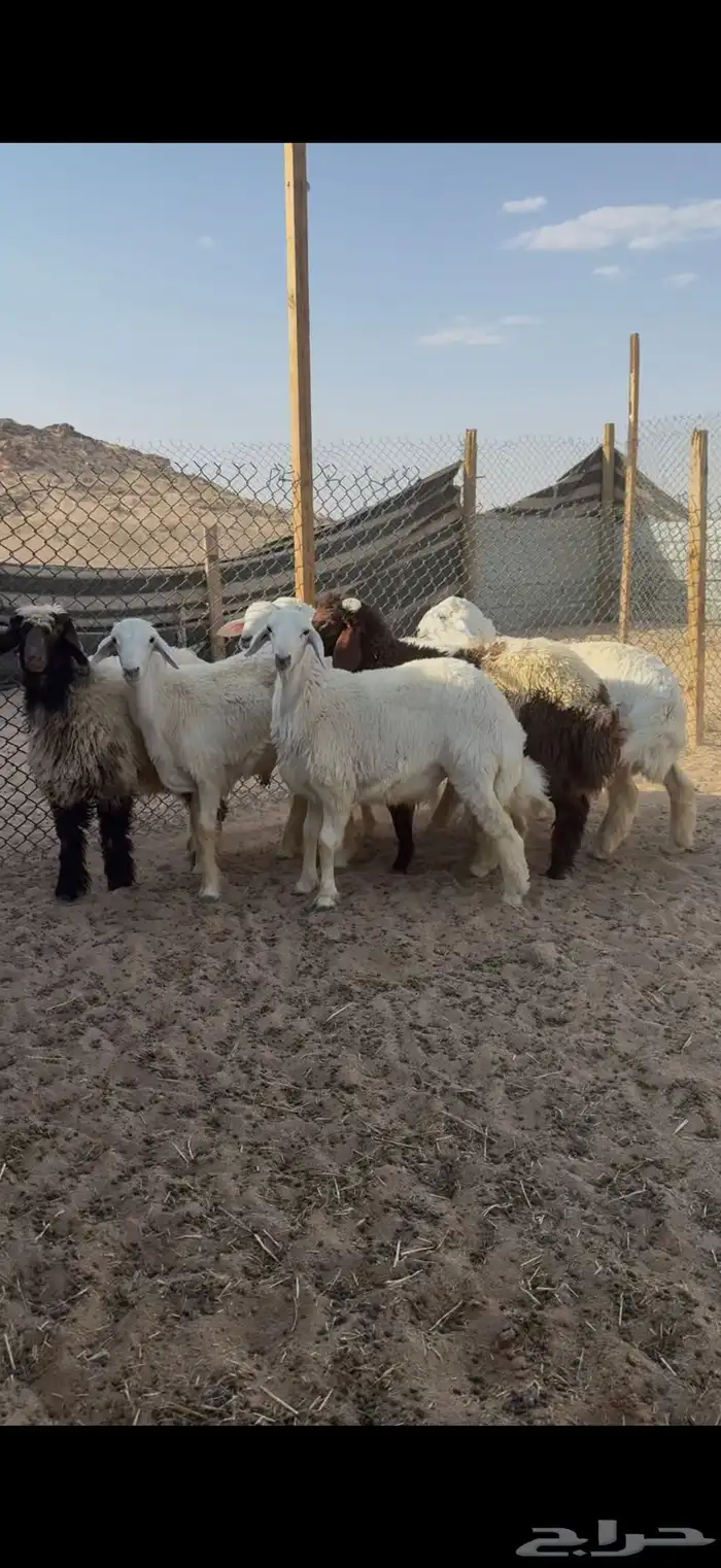ذبايح حري ونعيم وسواكن 4