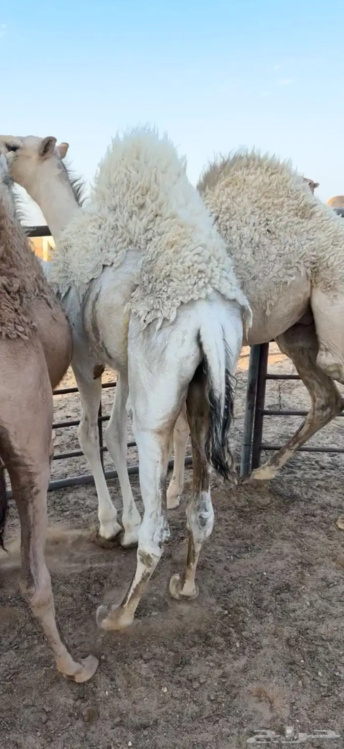 تم البيع 1