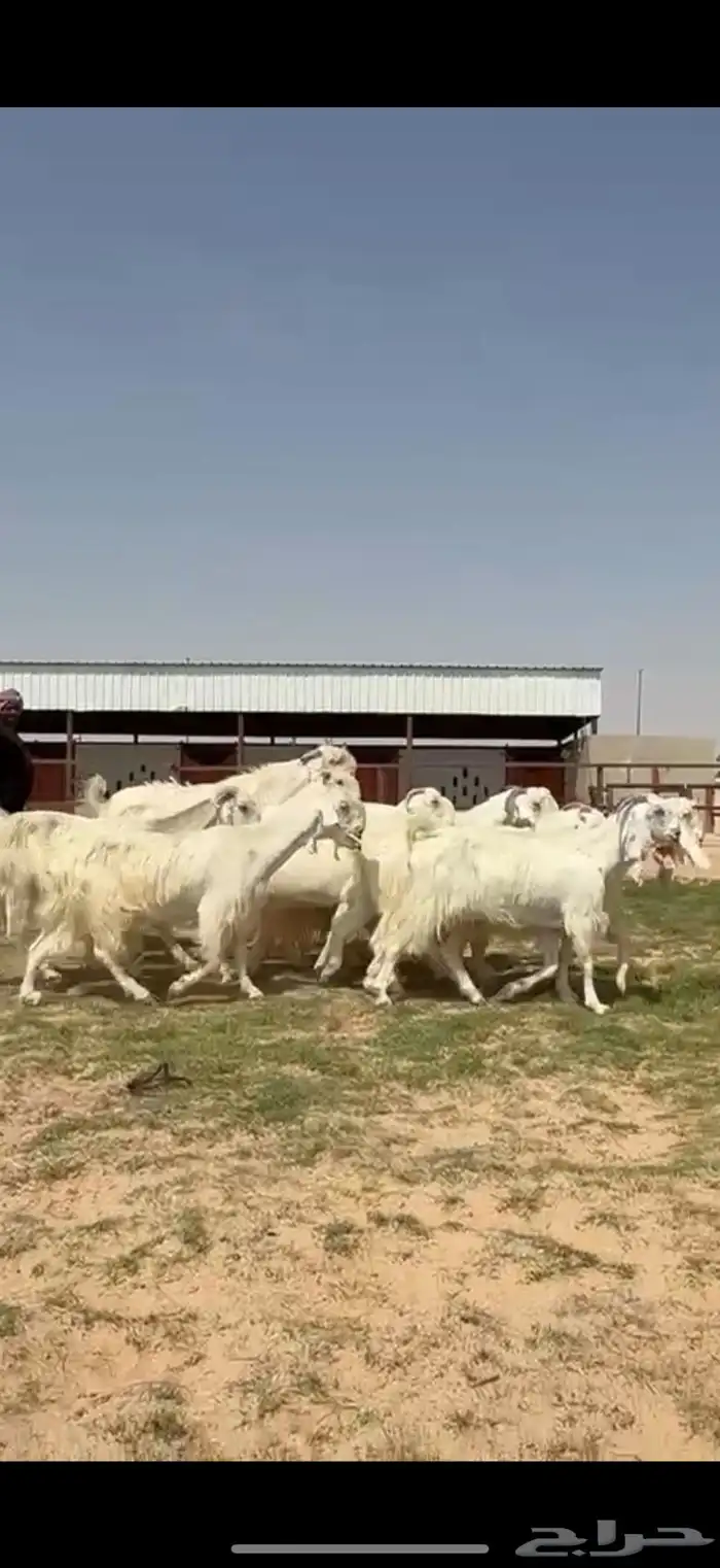 مشاريك فاخره ب الفحل خصم 10