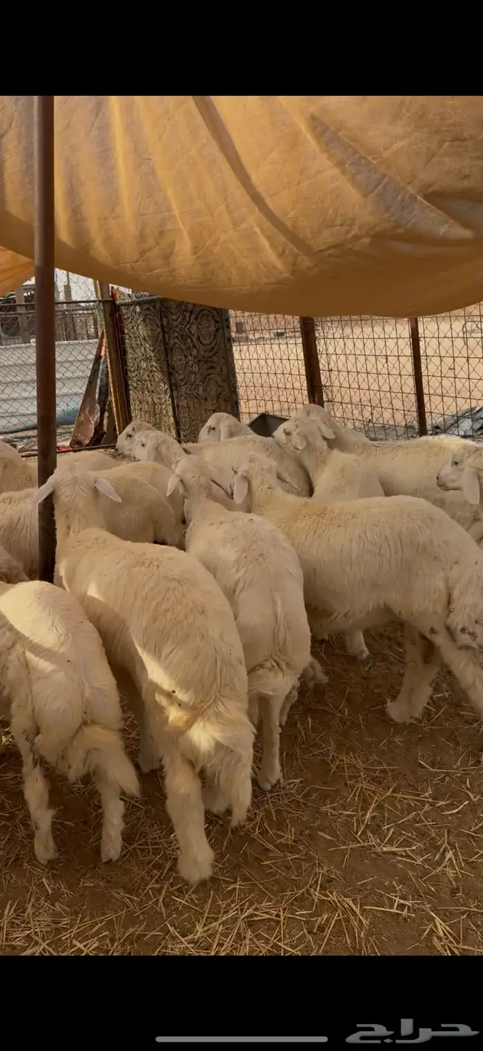 ذبايح نعيم و حري و تيوس 2