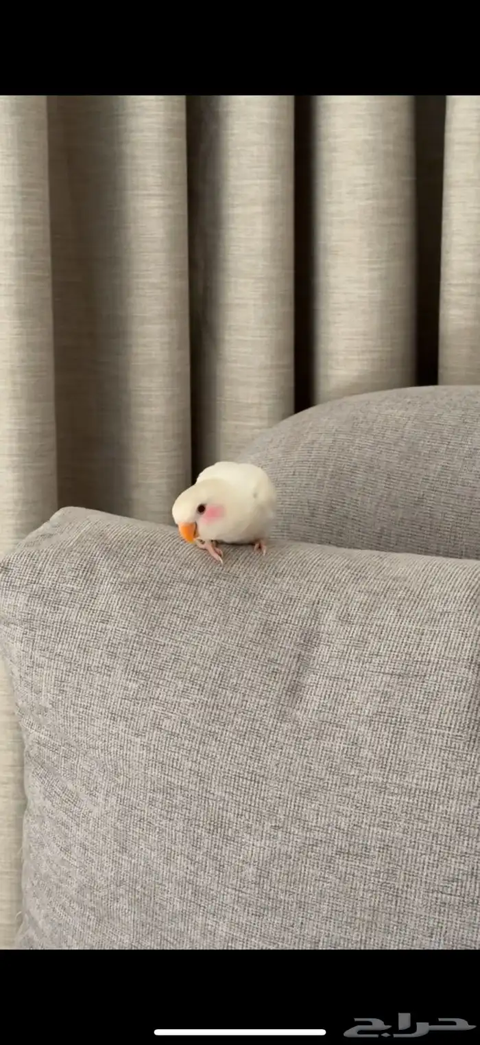 ببغاء روز 1