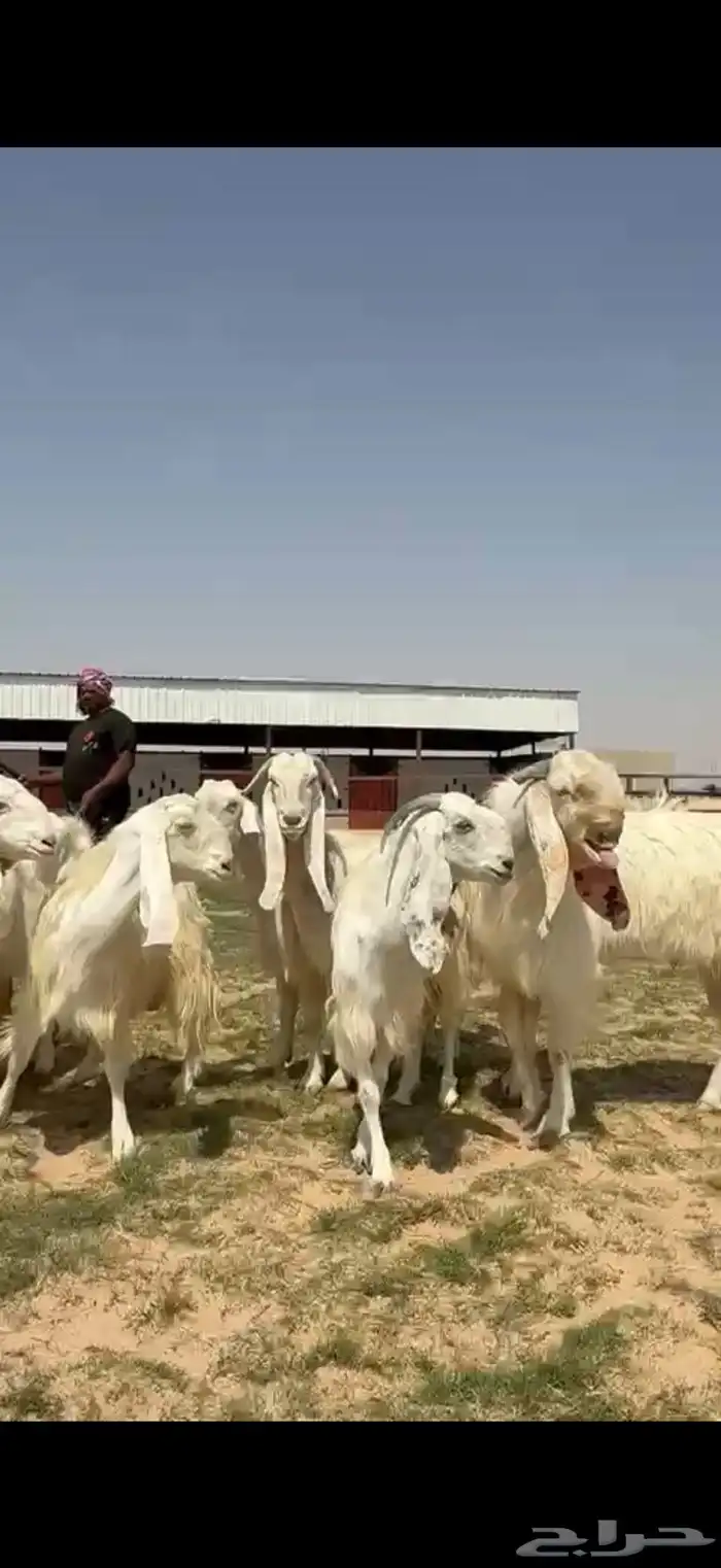 مشاريك فاخره ب الفحل خصم 4