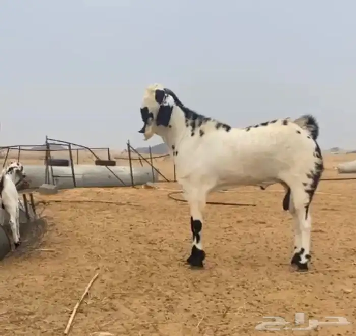 تيس مشروع فحل( تم البيع ) 2