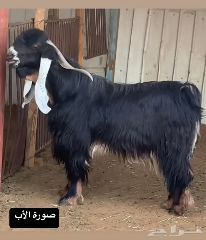 تيوس عوارض طيبه للبيع 2