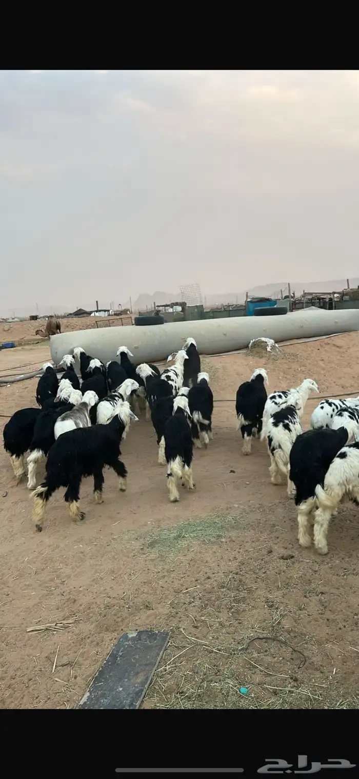 طليان نجد طيبات 1