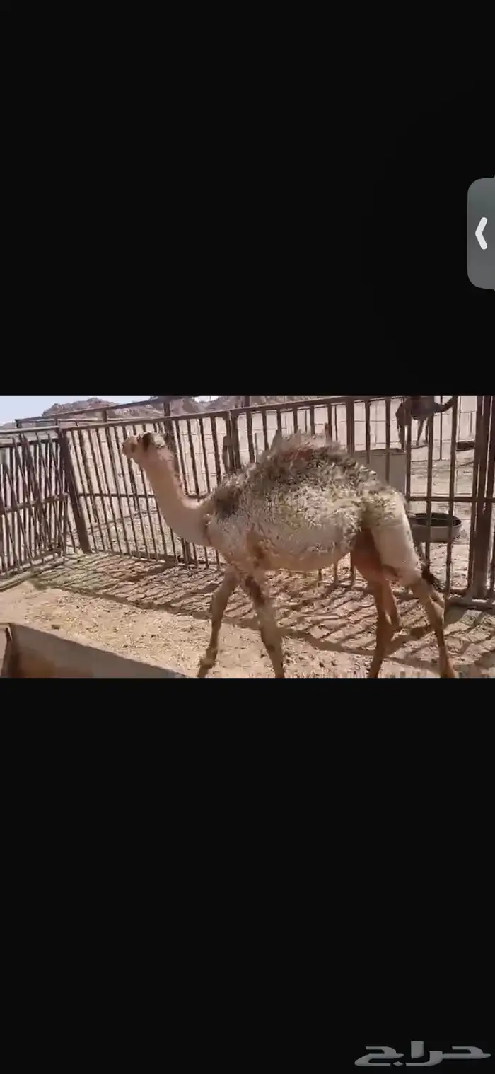 للبيع حاشي عمره اربع اشهر ونص الا خمس اشهر فل شحم تحت امه 2