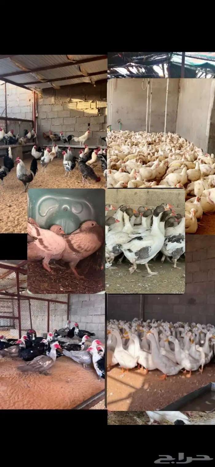 فروج طازج 1