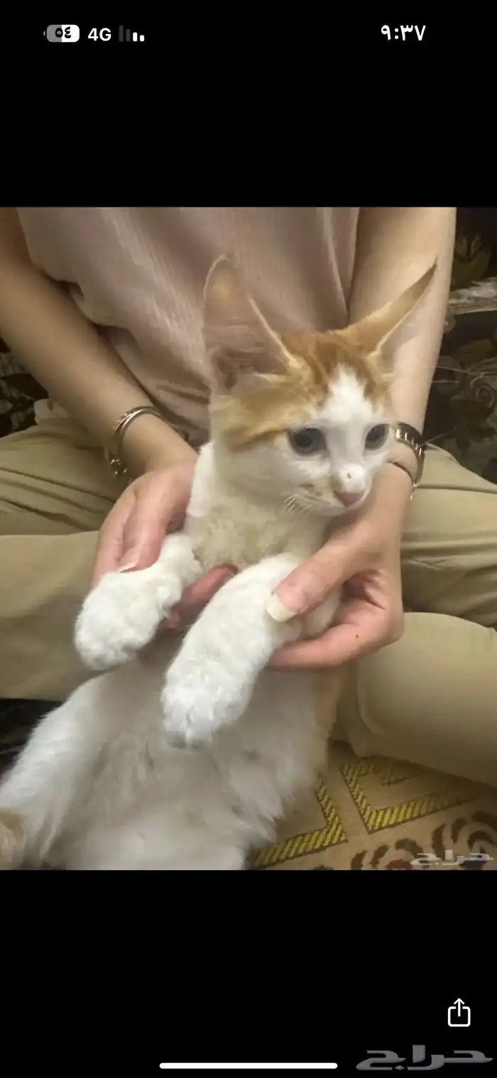 قطط للتبني 3