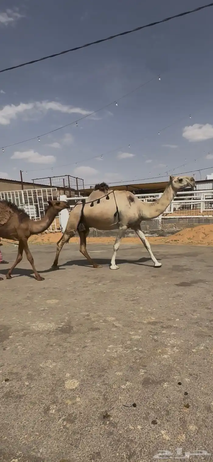 البيع عشرا معه قعود هديه منيحه 1