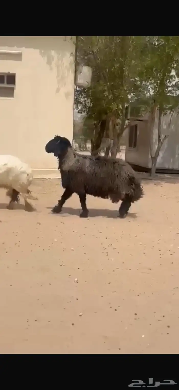 فحل عربي طيب للبيع 3