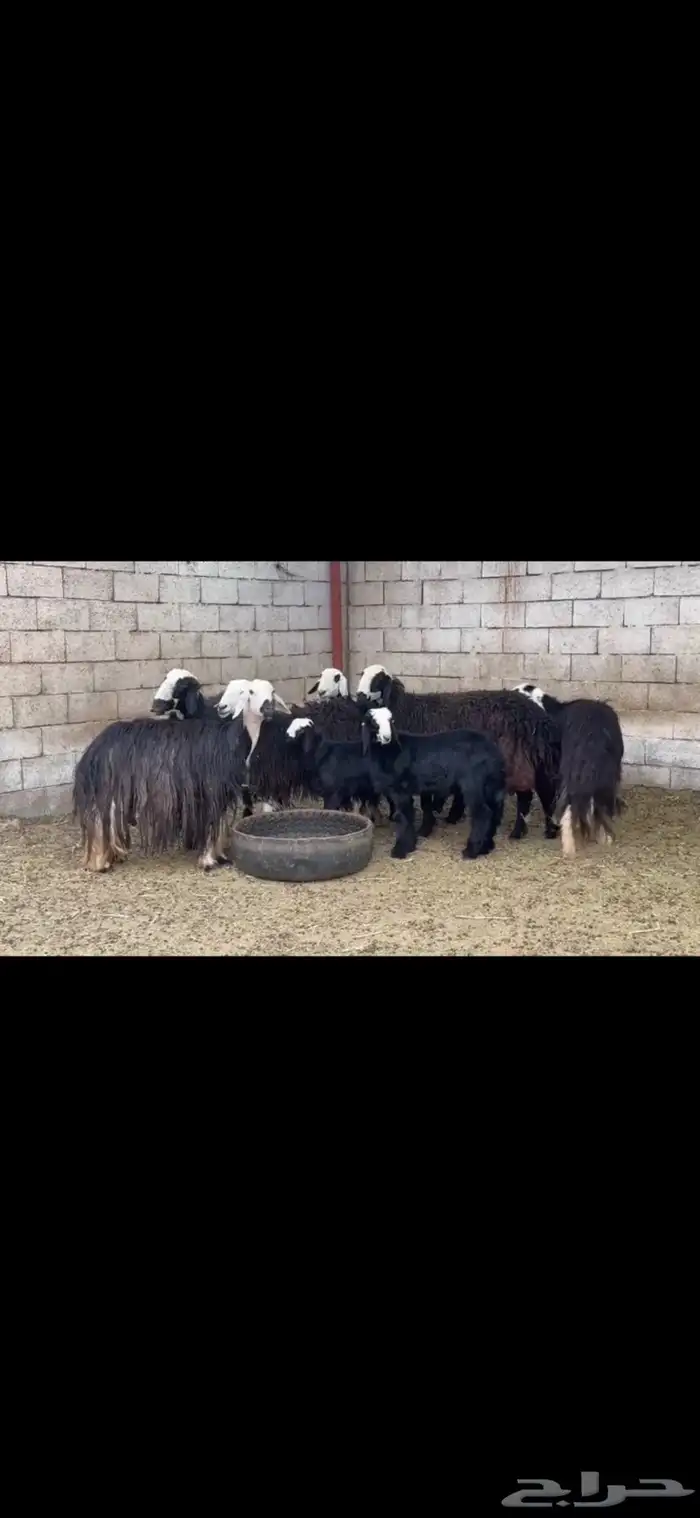 عرض بيع نجد 6يتبعها 2 0