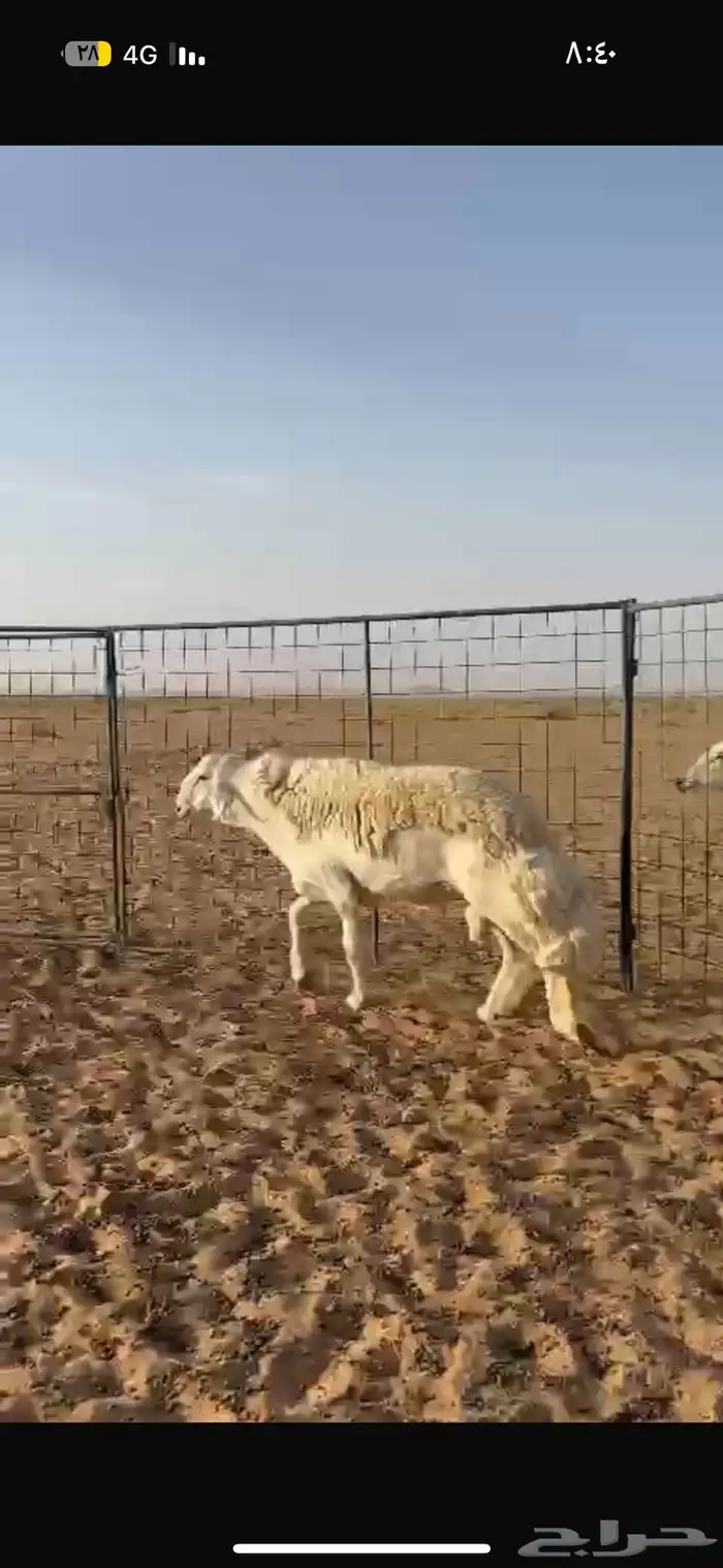 فحل صنف مشروط 1