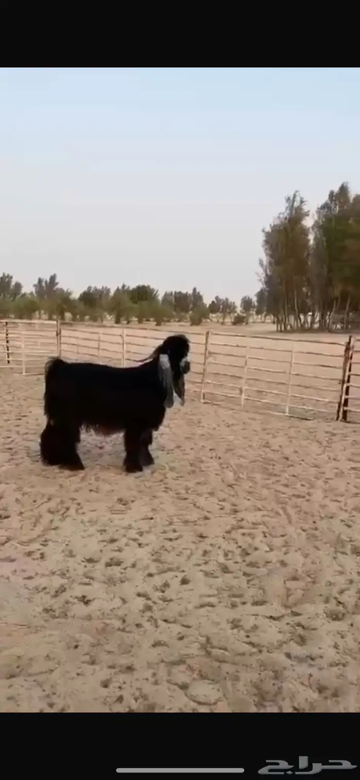 فحل عارضي طيب للبيع 0