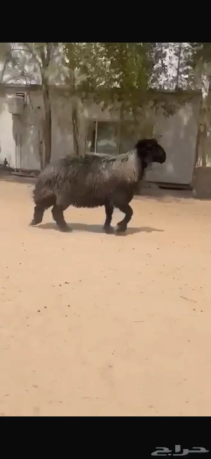 فحل عربي طيب للبيع 1