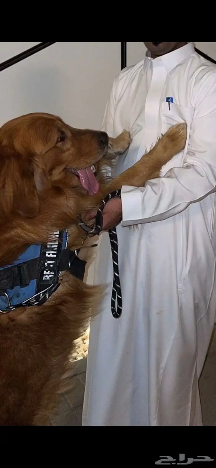 مدرب كلاب وسايل حية 0