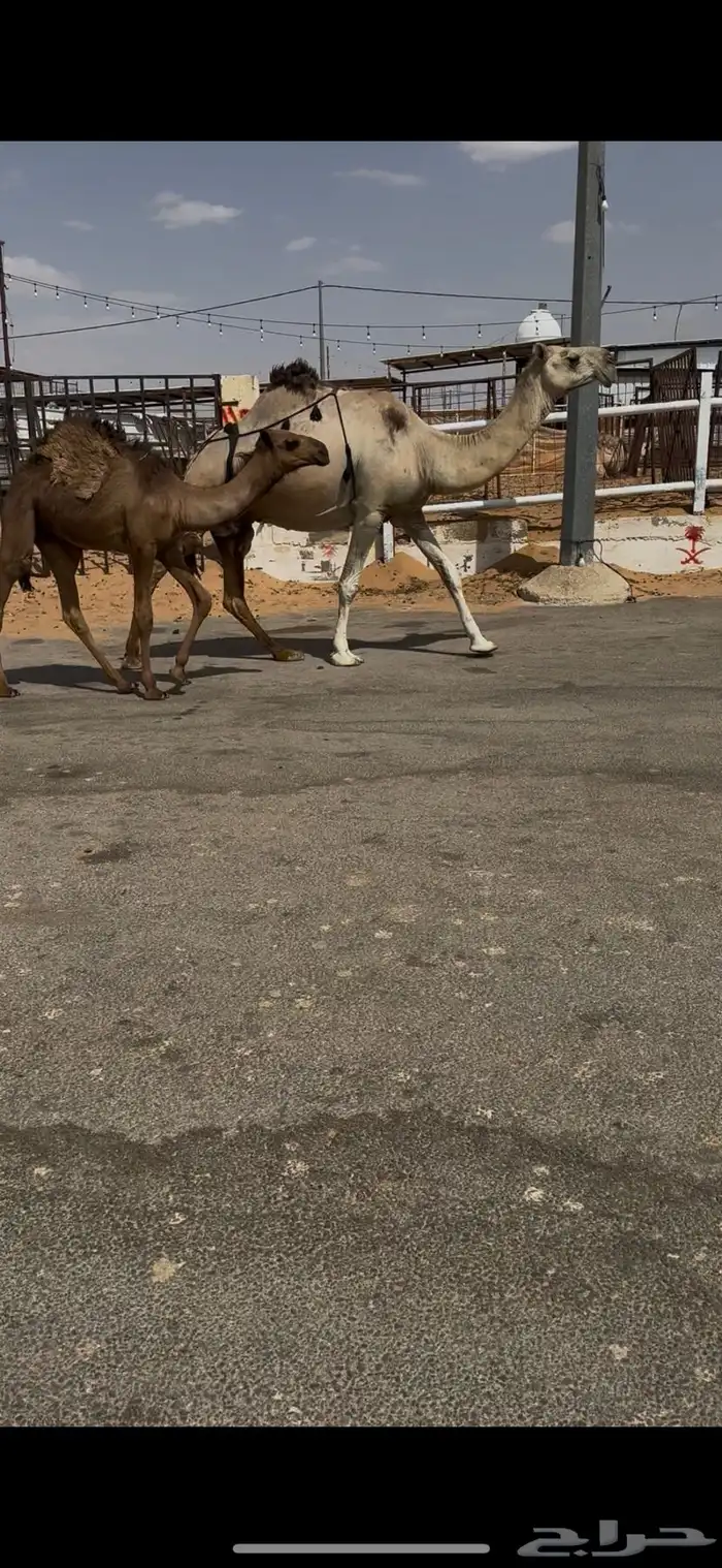 البيع عشرا معه قعود هديه منيحه 3