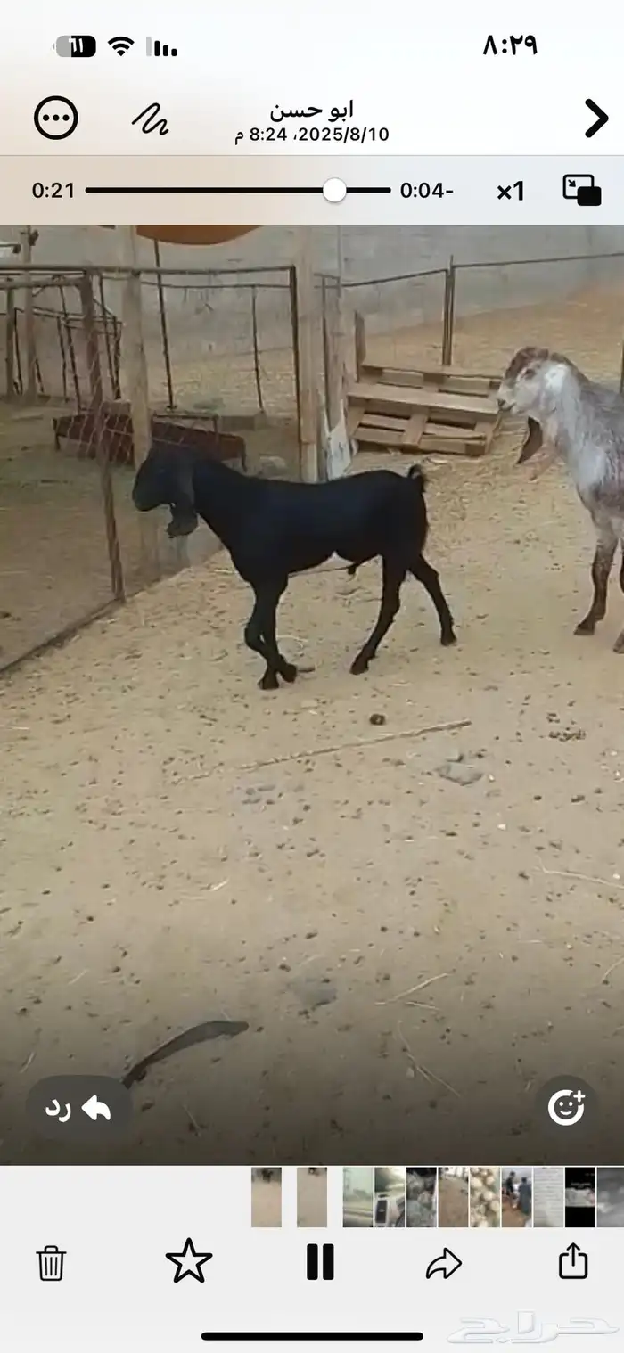 اعرض لكم اربعه تيوس فل شحم مخصيه العمر سته اشهر 2