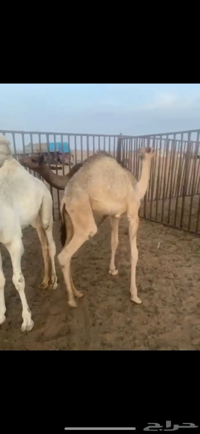للبيع خيل شعبي وقعدان ع الحليب 0