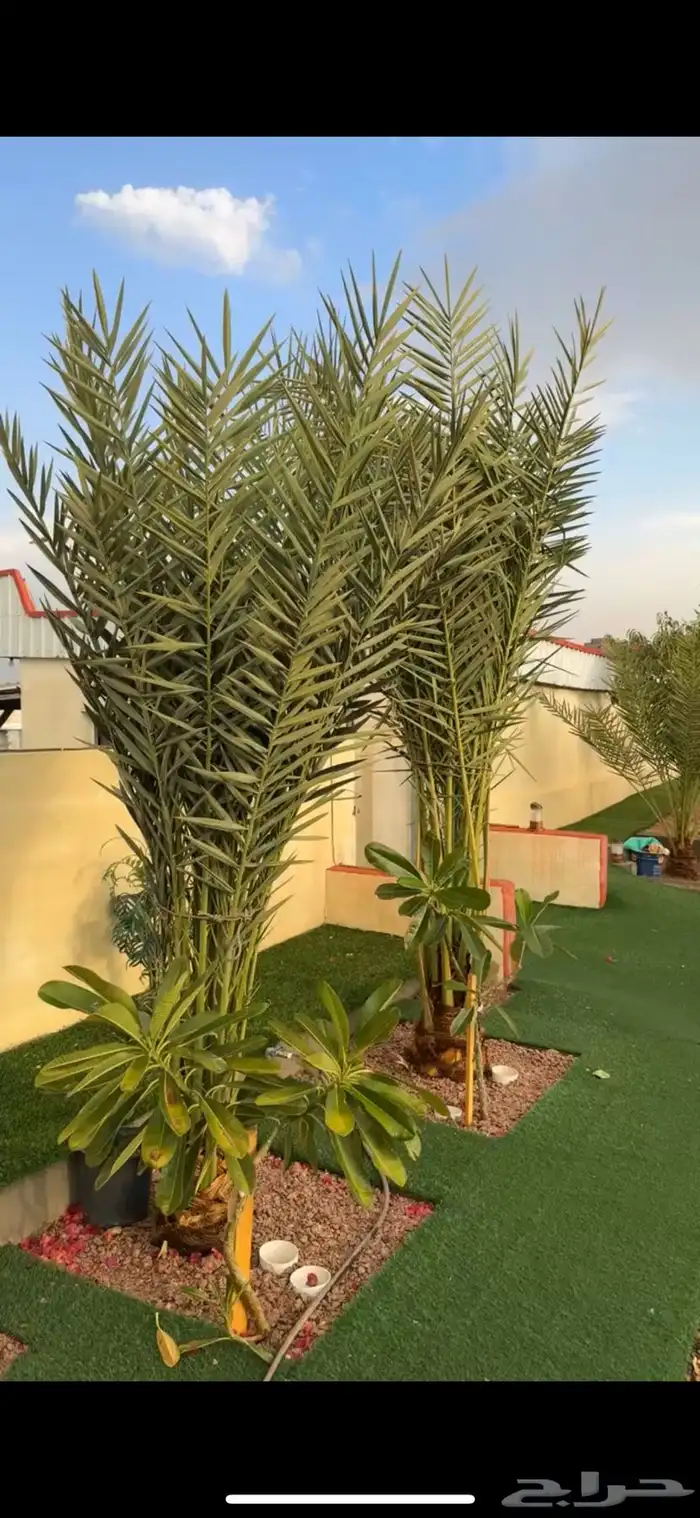 مزرعه واستراحة النايف 1