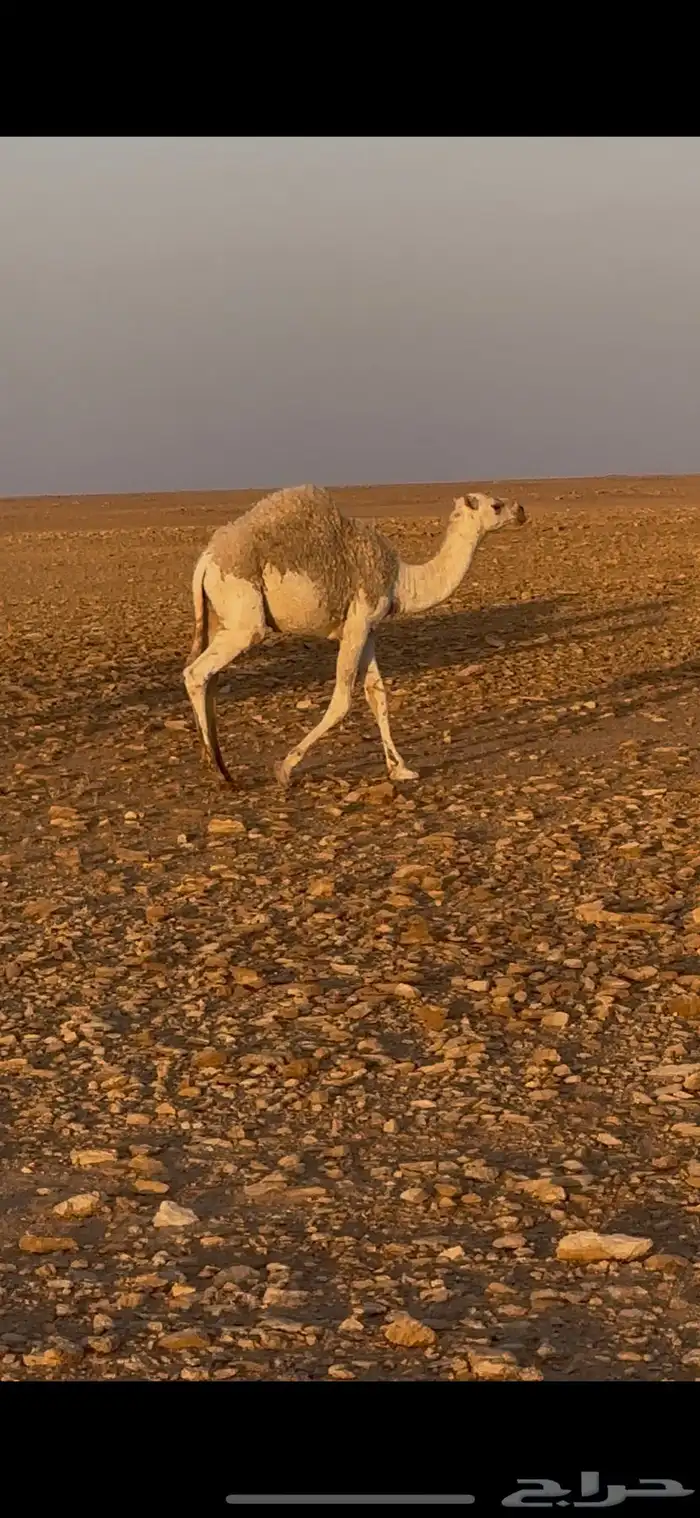 للبيع قعود 1