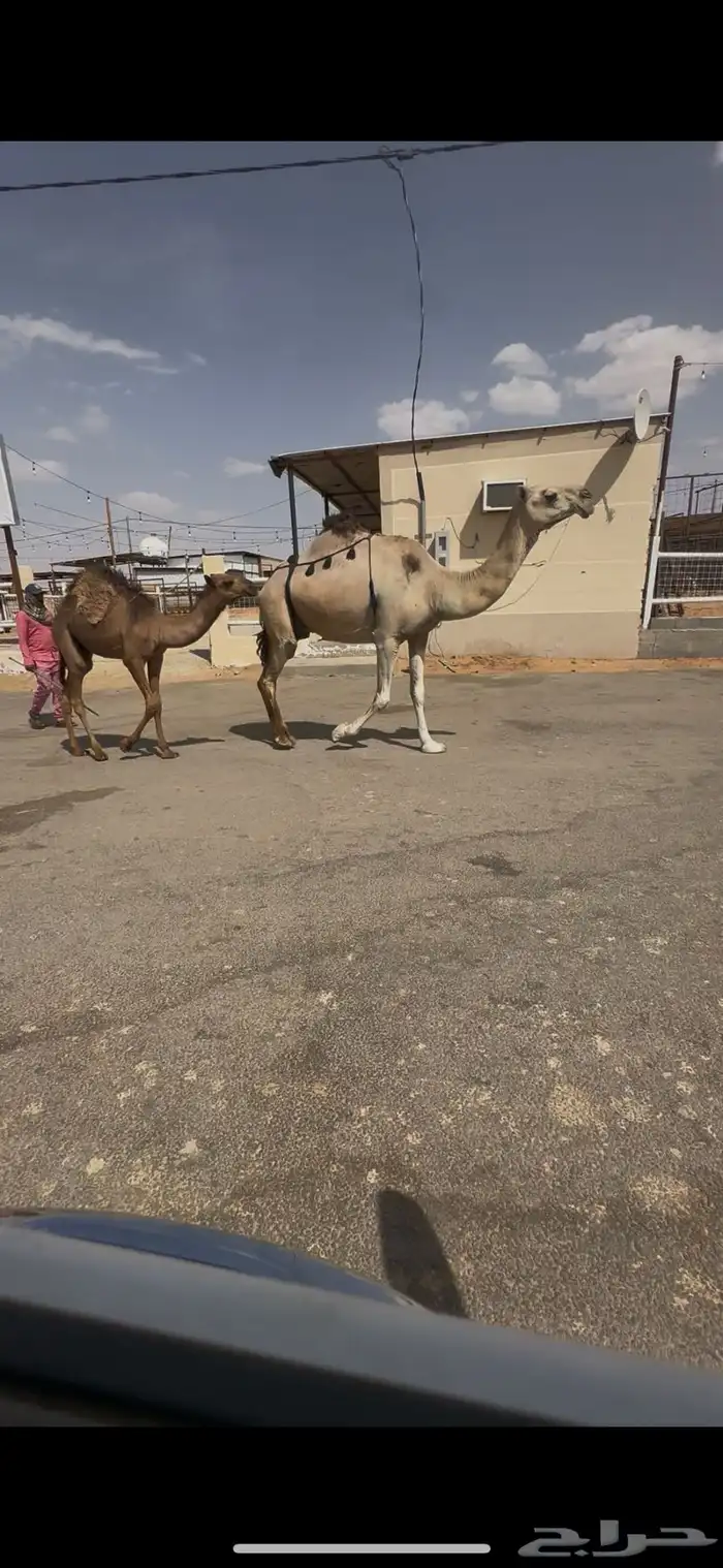 البيع عشرا معه قعود هديه منيحه 2