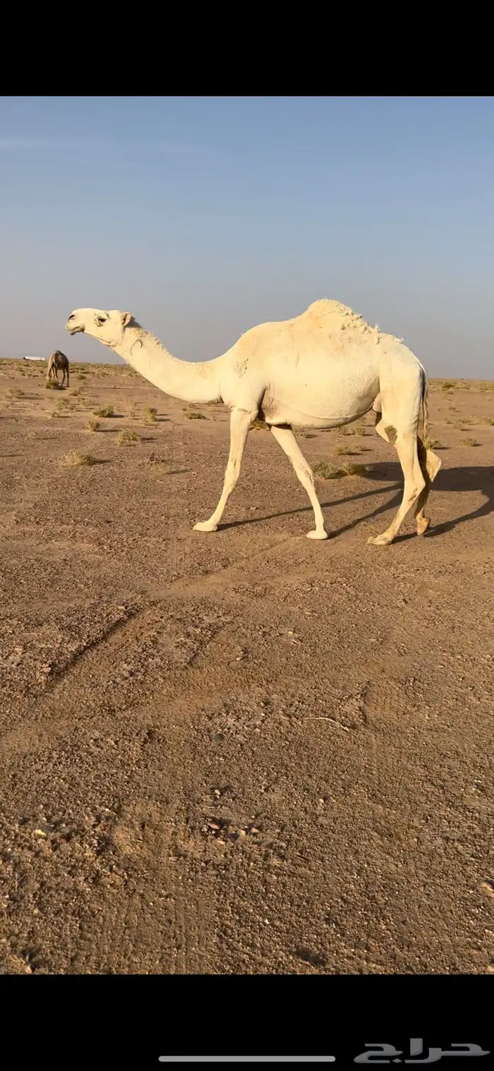 تم البيع 1