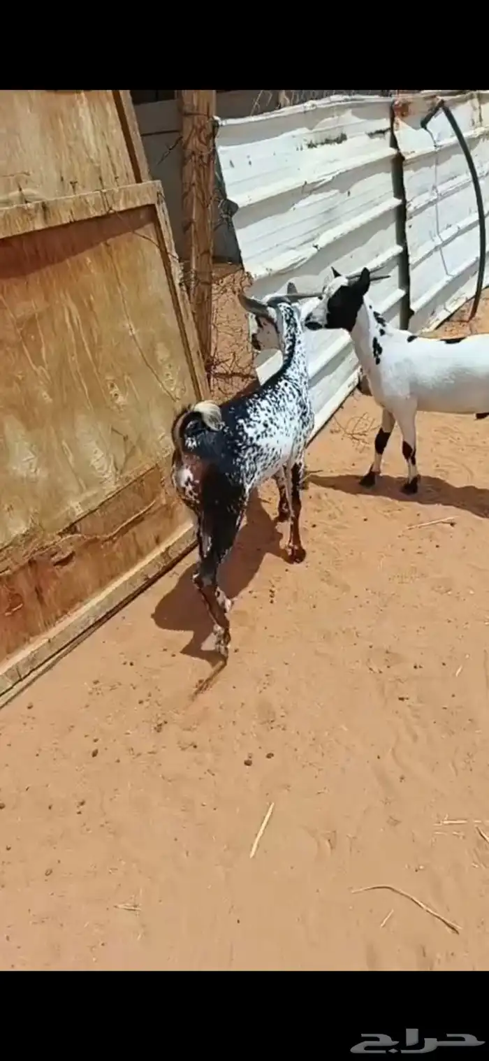 تيوس يمنيه مرابي و شرط لحمه بيضاء ((جذعان )) 0