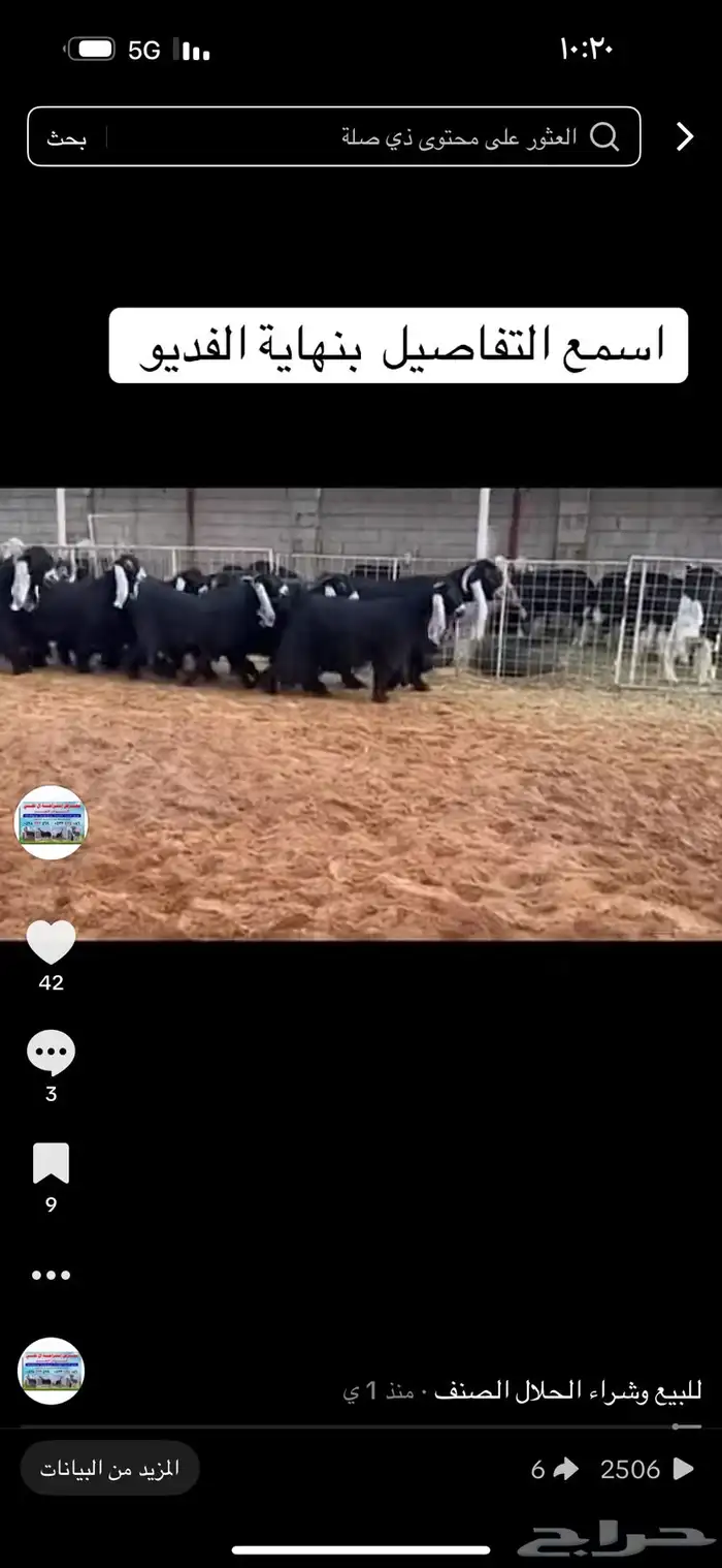 عرض بيع معزاء عوارض نوادر 2