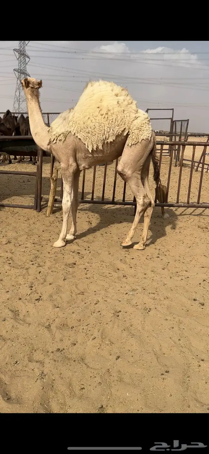 قعود كفووو وفوق الكفووو للبيع رقم الجوآل 0