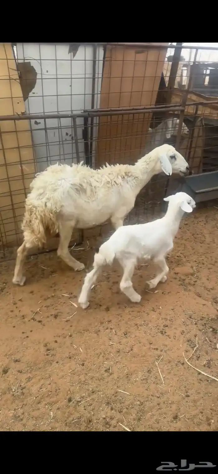 للبيع شاه تحتها واحد 0