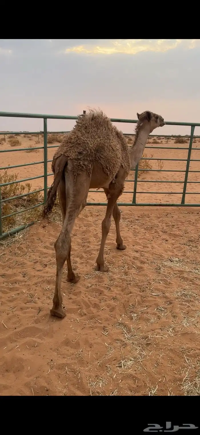 حاشي لباني 2