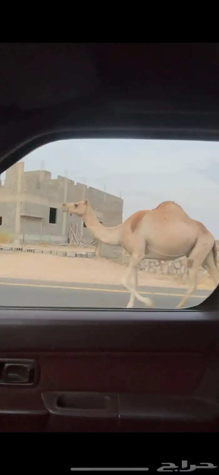 ناقه اركه كفو للبيع 2