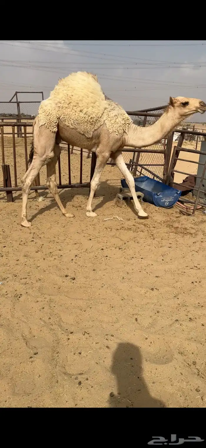 قعود كفووو وفوق الكفووو للبيع رقم الجوآل 2