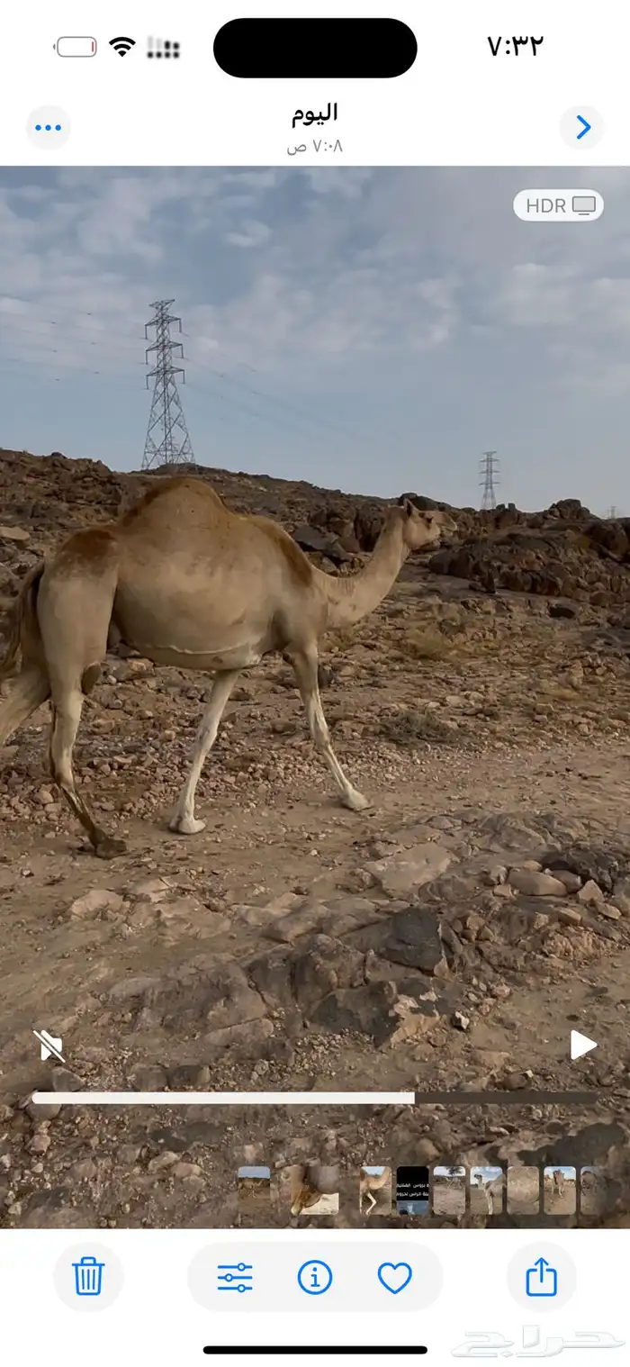 ناقه اركه كفو للبيع 1