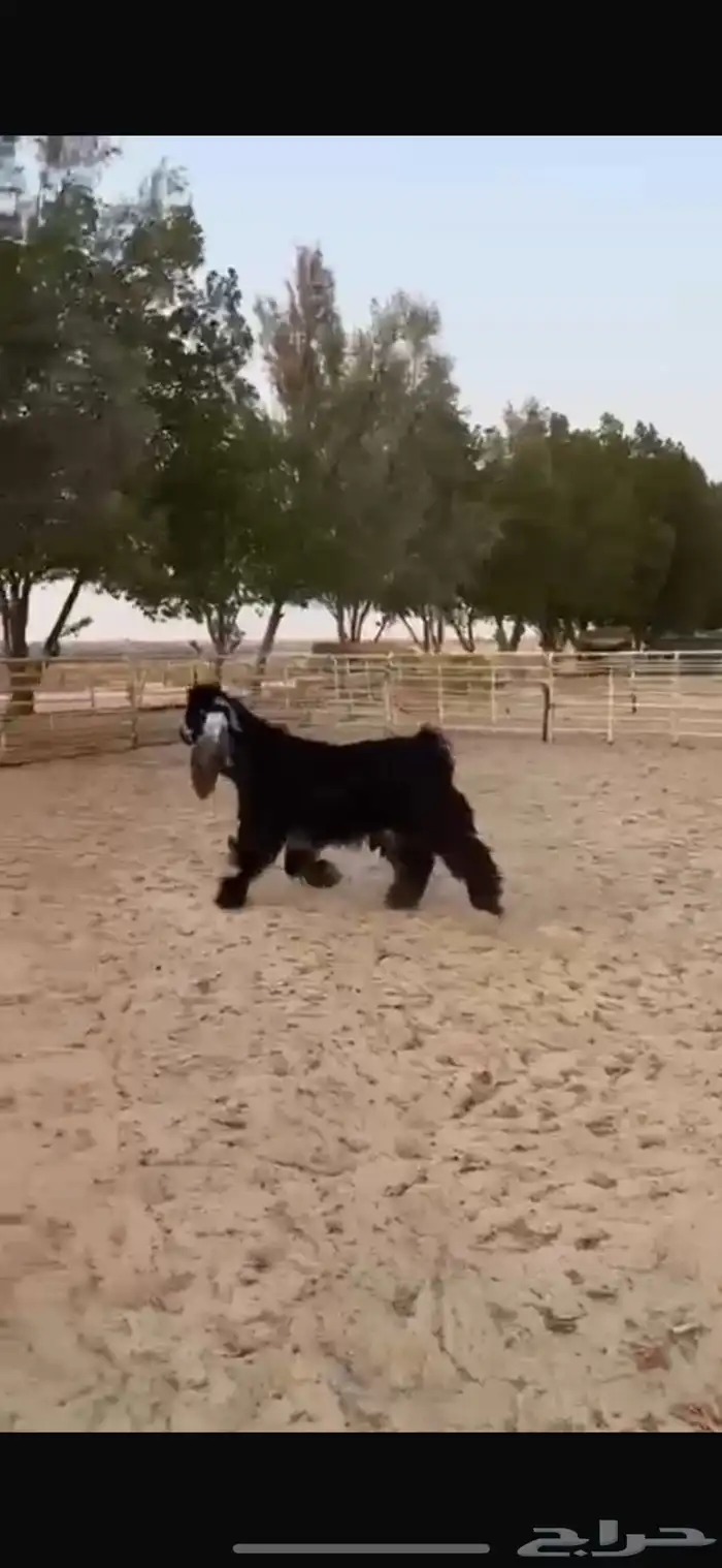 فحل عارضي طيب للبيع 4
