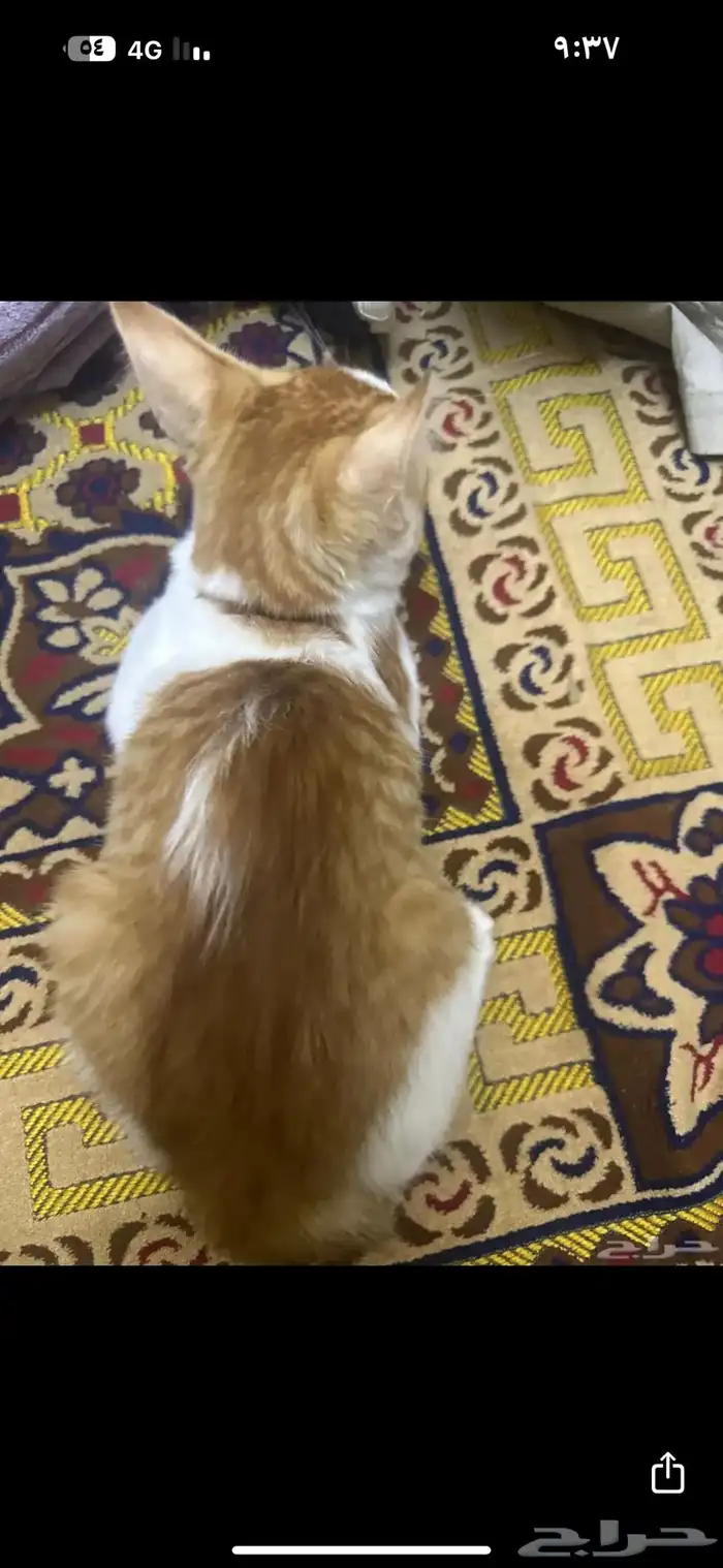 قطط للتبني 6