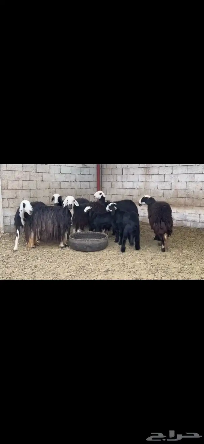 عرض بيع نجد 6يتبعها 2 3