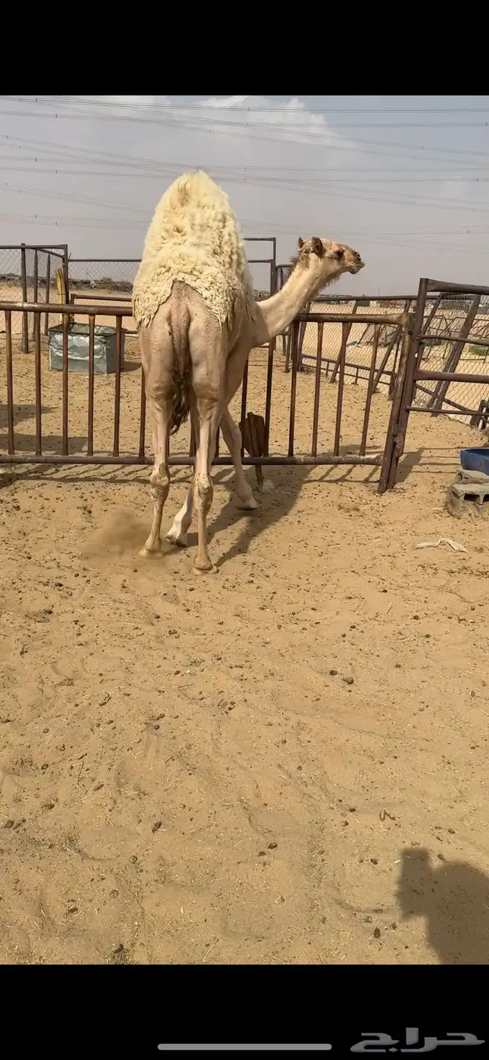 قعود كفووو وفوق الكفووو للبيع رقم الجوآل 1