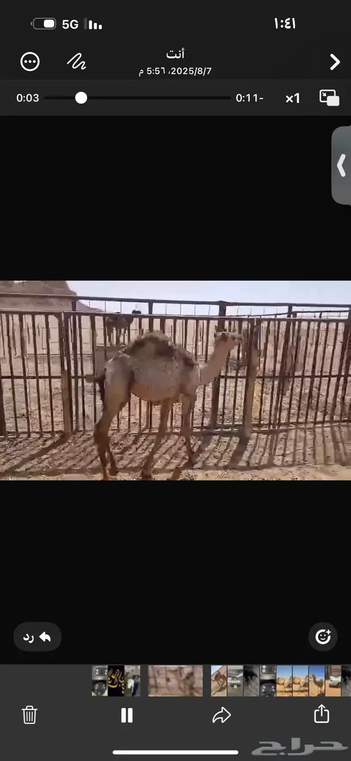 للبيع حاشي عمره اربع اشهر ونص الا خمس اشهر فل شحم تحت امه 3