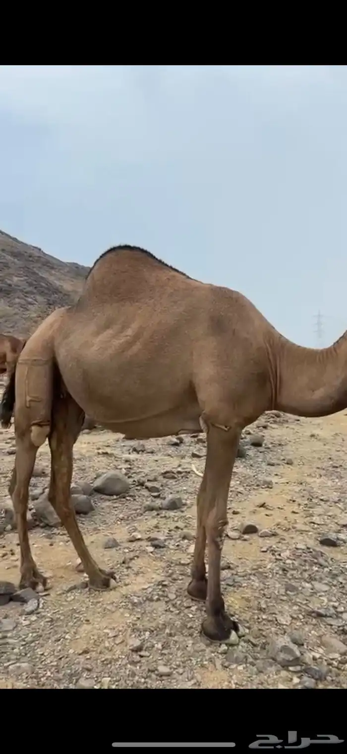 للبيع ناقه حايل 3
