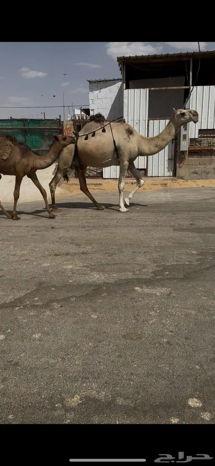 البيع عشرا معه قعود هديه منيحه 0