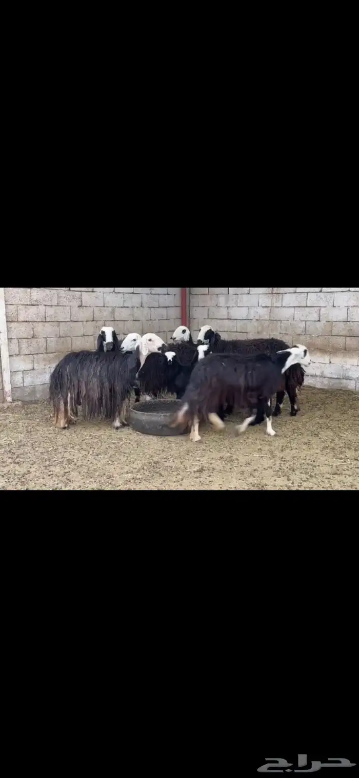 عرض بيع نجد 6يتبعها 2 1
