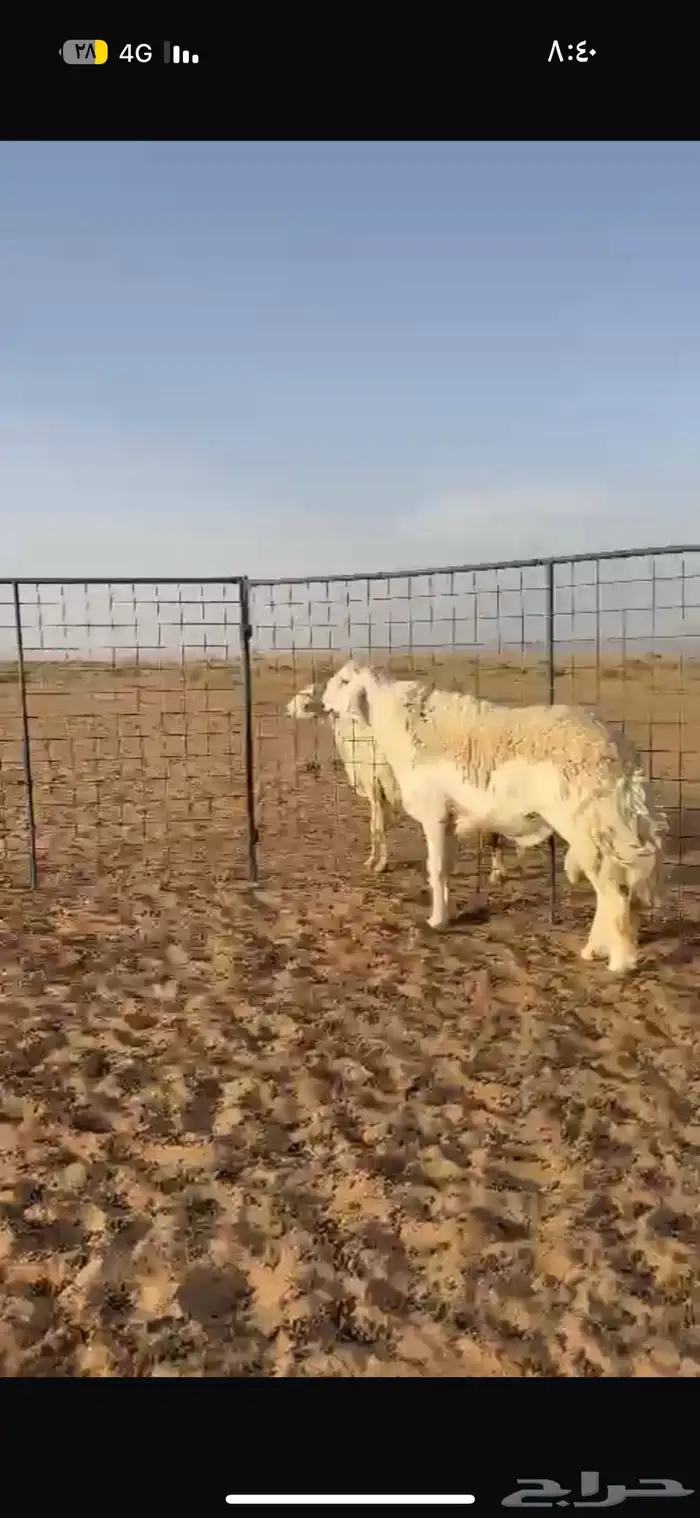 فحل صنف مشروط 0