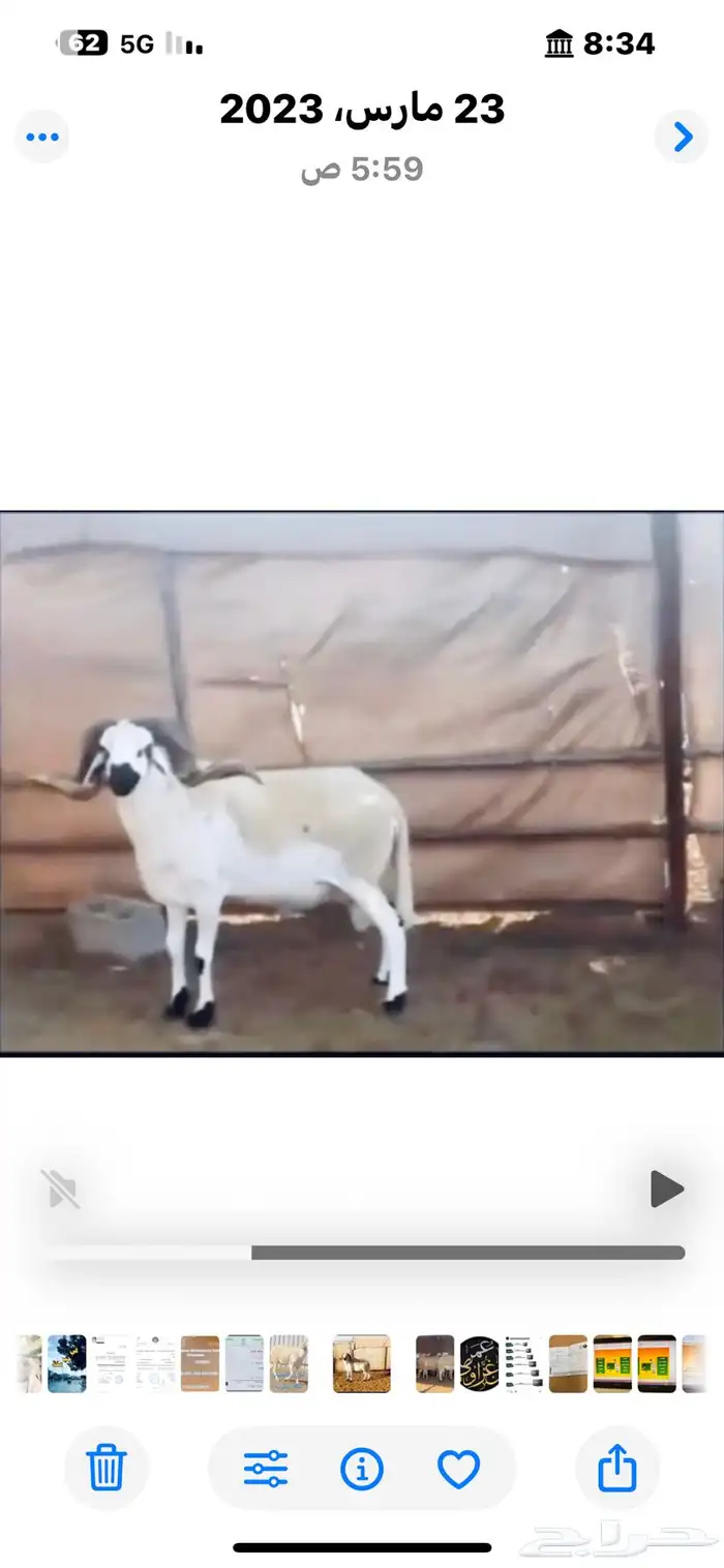 فحول صردية حرة 0