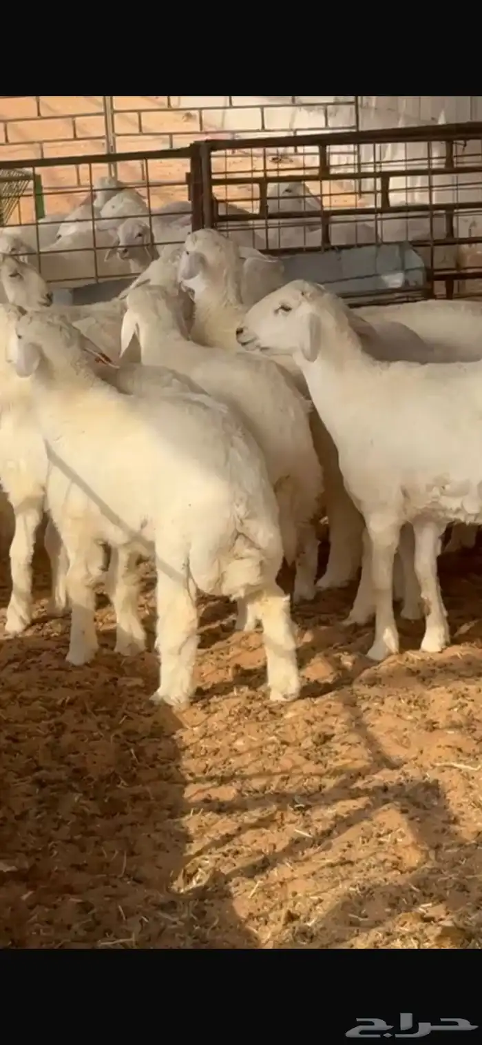 طليان طيبات حريات عدد 16 من 5 إلى 6 شهور للبيع 5