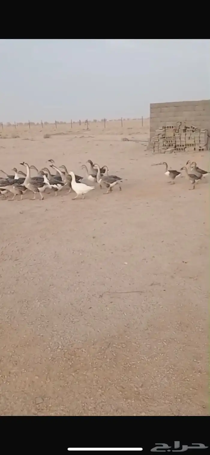 وز عراقي ( الجمش) 0